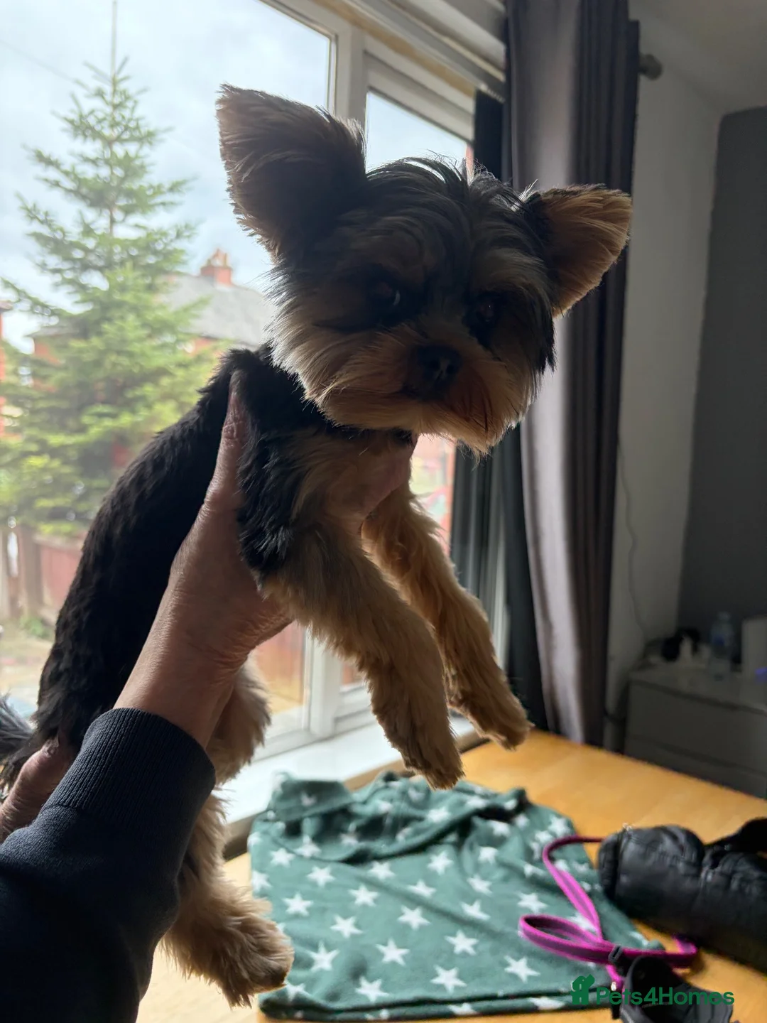 Yorkshire Terrier dogs for sale: Russian Yorkshire terrier female. - Advert 4