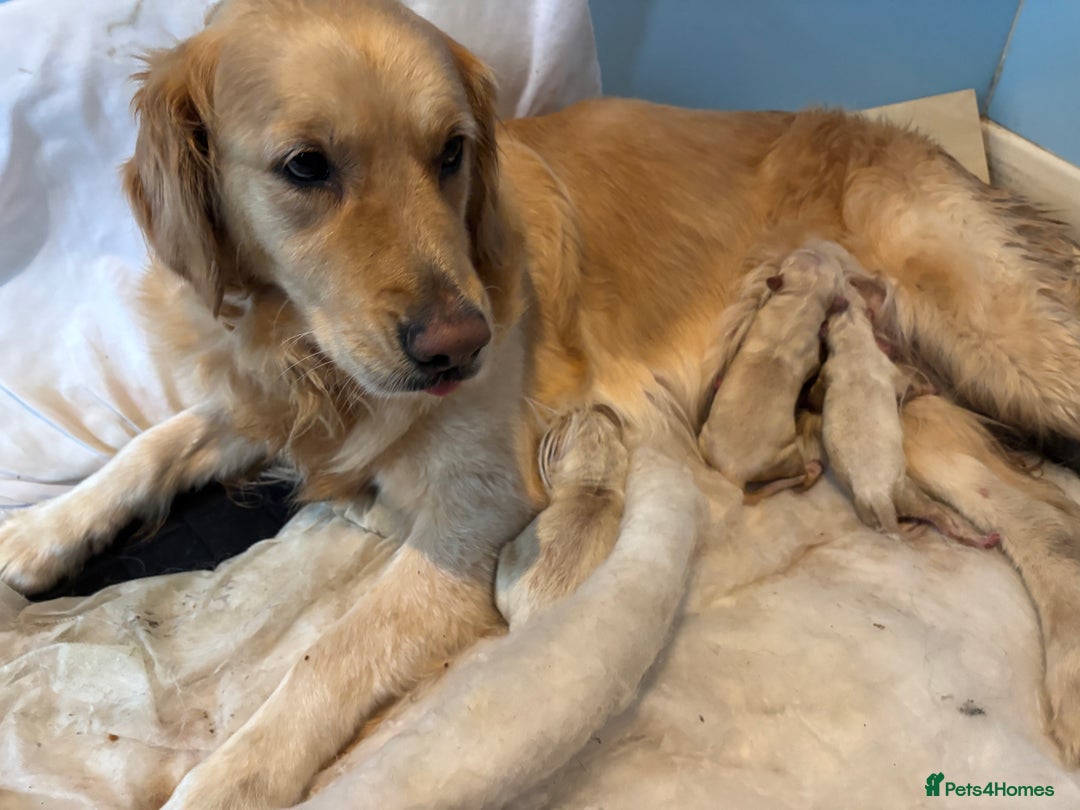 Golden Retriever dogs for sale: Two Boy puppies for sale - Advert 4