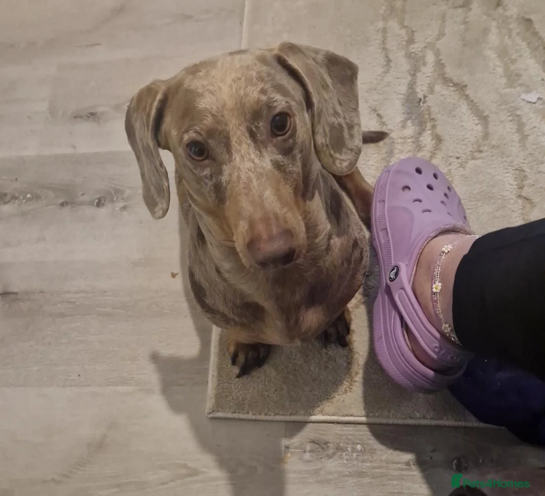 Dachshund dogs for stud: Proven Isabella Dapple daschund for stud in Wolverhampton - Advert 11