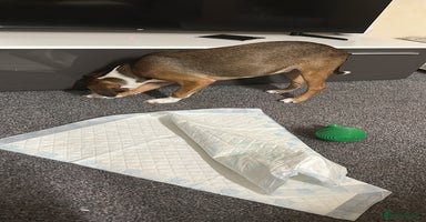 Mixed Breed dogs Shadow - Advert 4