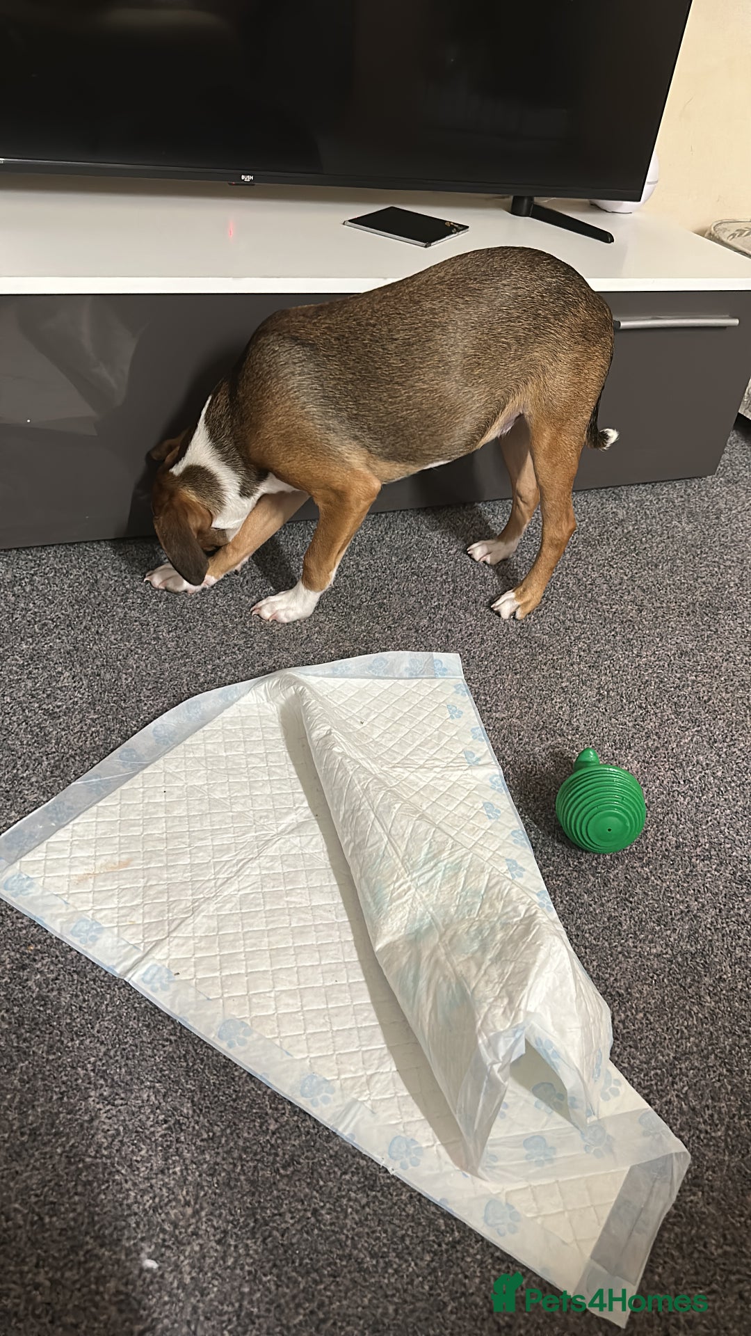 Mixed Breed dogs for sale: Shadow - Advert 3