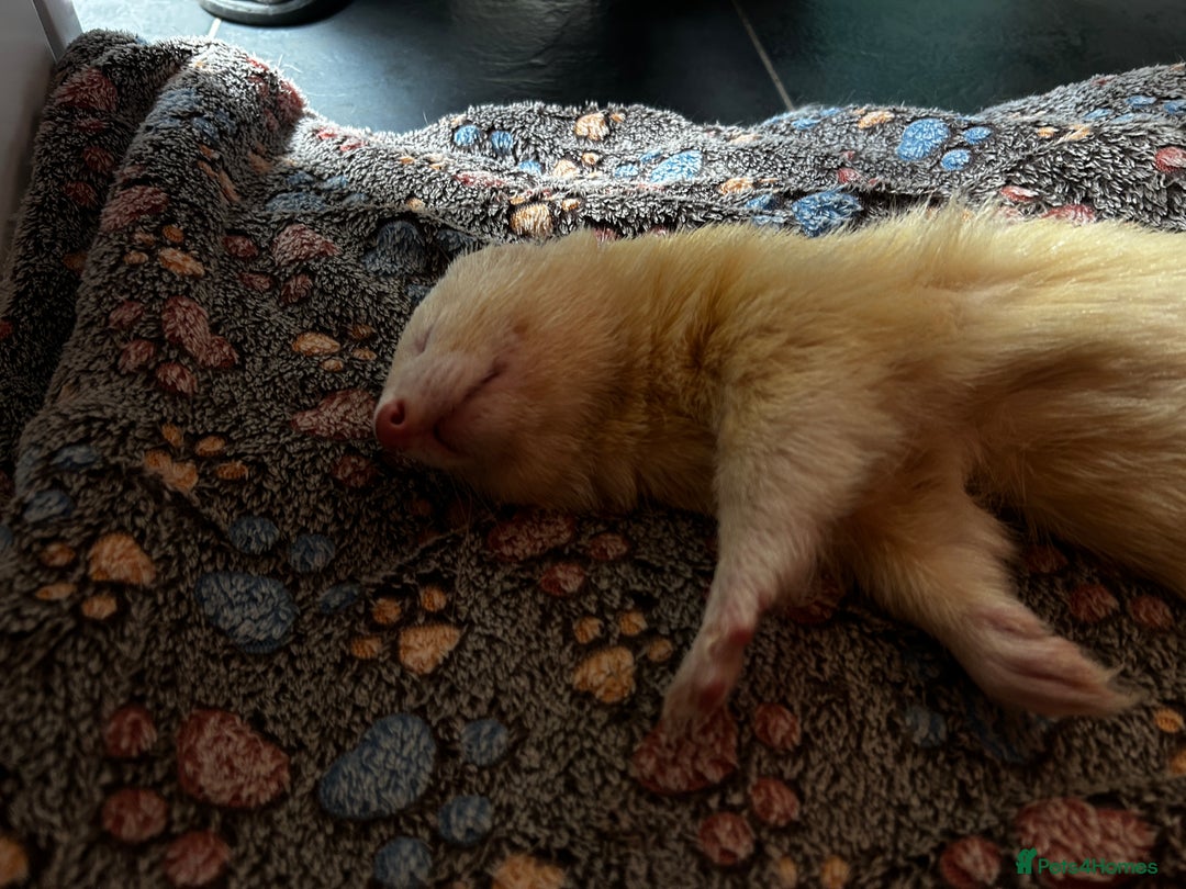 Ferret rodents for sale: Male ferrets looking for home. - Image 8