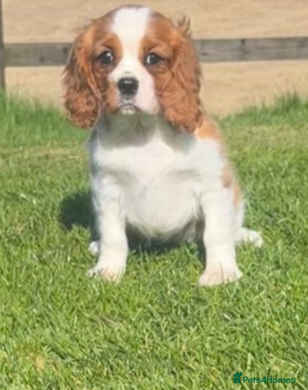 Cavalier King Charles Spaniel dogs Beautiful King Charles Cavalier puppy  - Advert 5