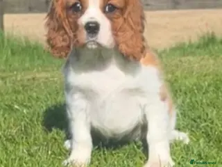 Cavalier King Charles Spaniel dogs Beautiful King Charles Cavalier puppy - Advert 5