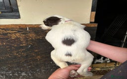 English Springer Spaniel dogs for sale: Springer pups for sale, ready next week - Image 4