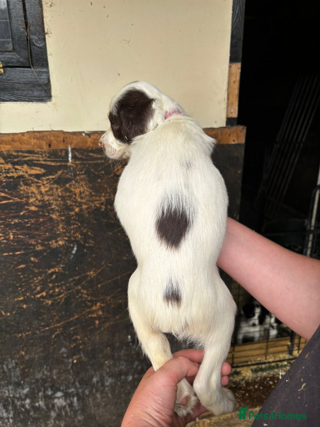 English Springer Spaniel dogs for sale: Springer pups for sale, ready next week - Image 4