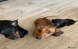 Dachshund dogs for sale: Dachshund puppys - Image 20