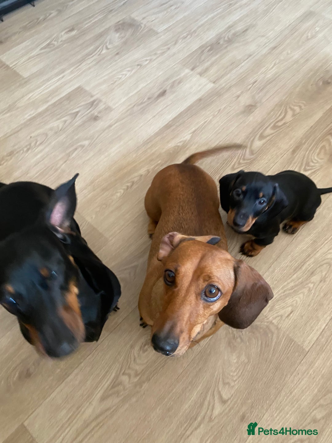Dachshund dogs for sale: Dachshund puppys - Image 20