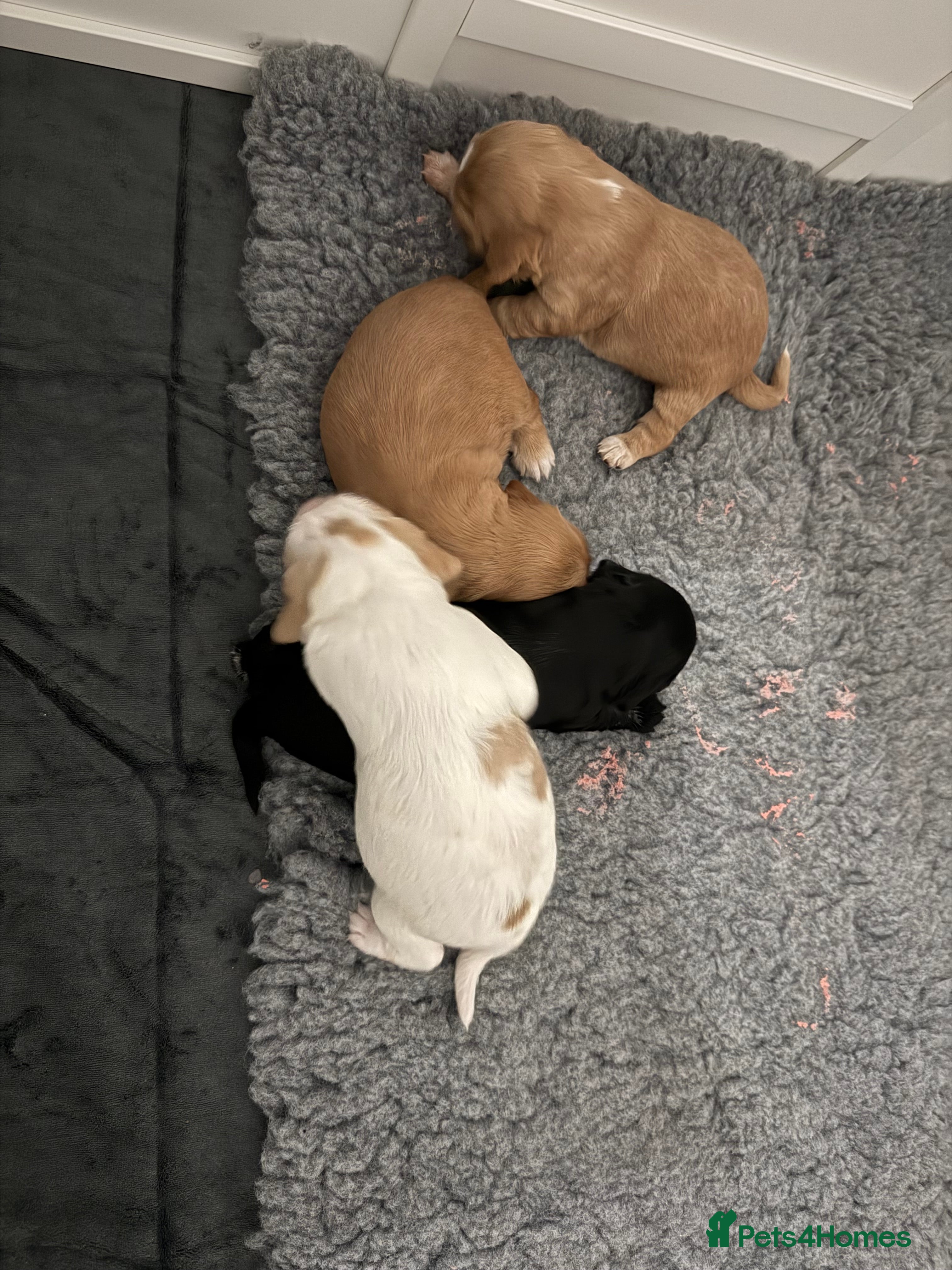 Cocker Spaniel dogs Beautiful Working Cocker Spaniel Puppies in Stafford - Advert 14