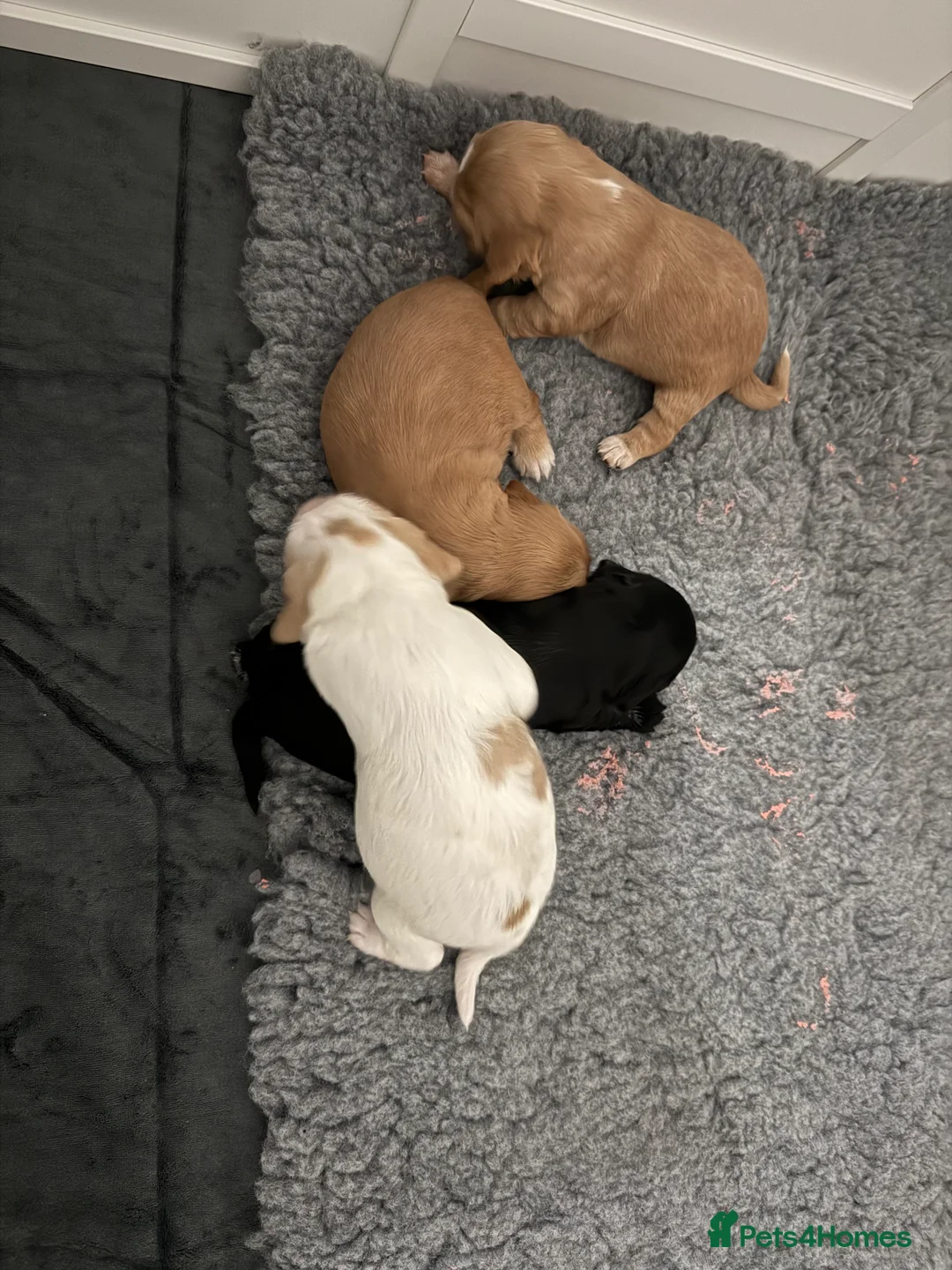 Cocker Spaniel dogs for sale: Beautiful Working Cocker Spaniel Puppies - Advert 1