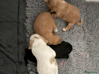 Cocker Spaniel dogs Beautiful Working Cocker Spaniel Puppies in Stafford - Advert 14