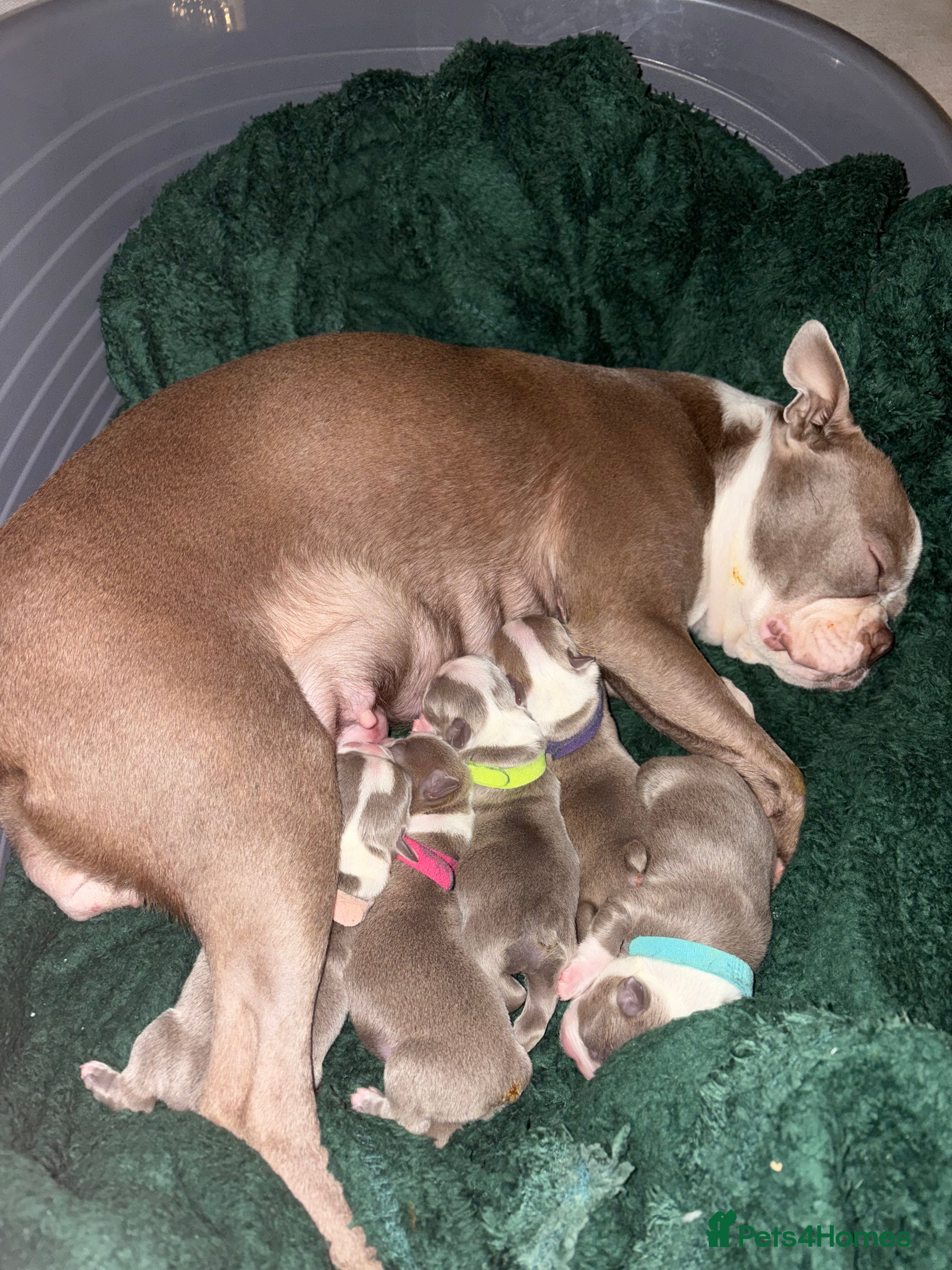 Boston Terrier dogs Premium and Rare Champaign KC Boston Terriers - Advert 1