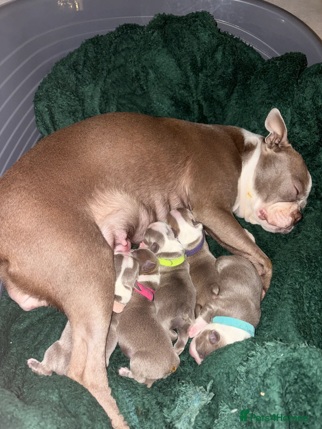 Boston Terrier dogs for sale: Rare Champaign KC Boston Terrier - Advert 11