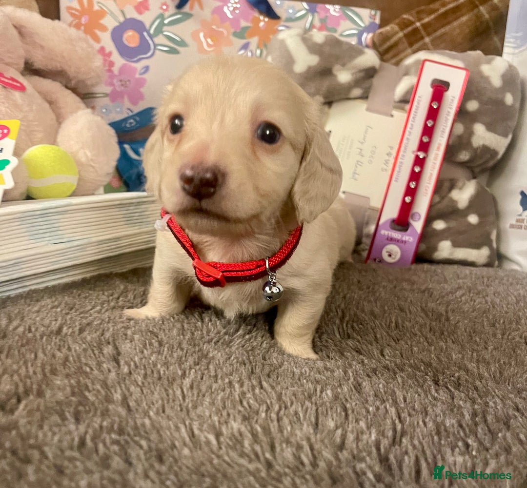 Miniature Dachshund dogs for sale: Kc pra clear mini long dachshund pups - Advert 7