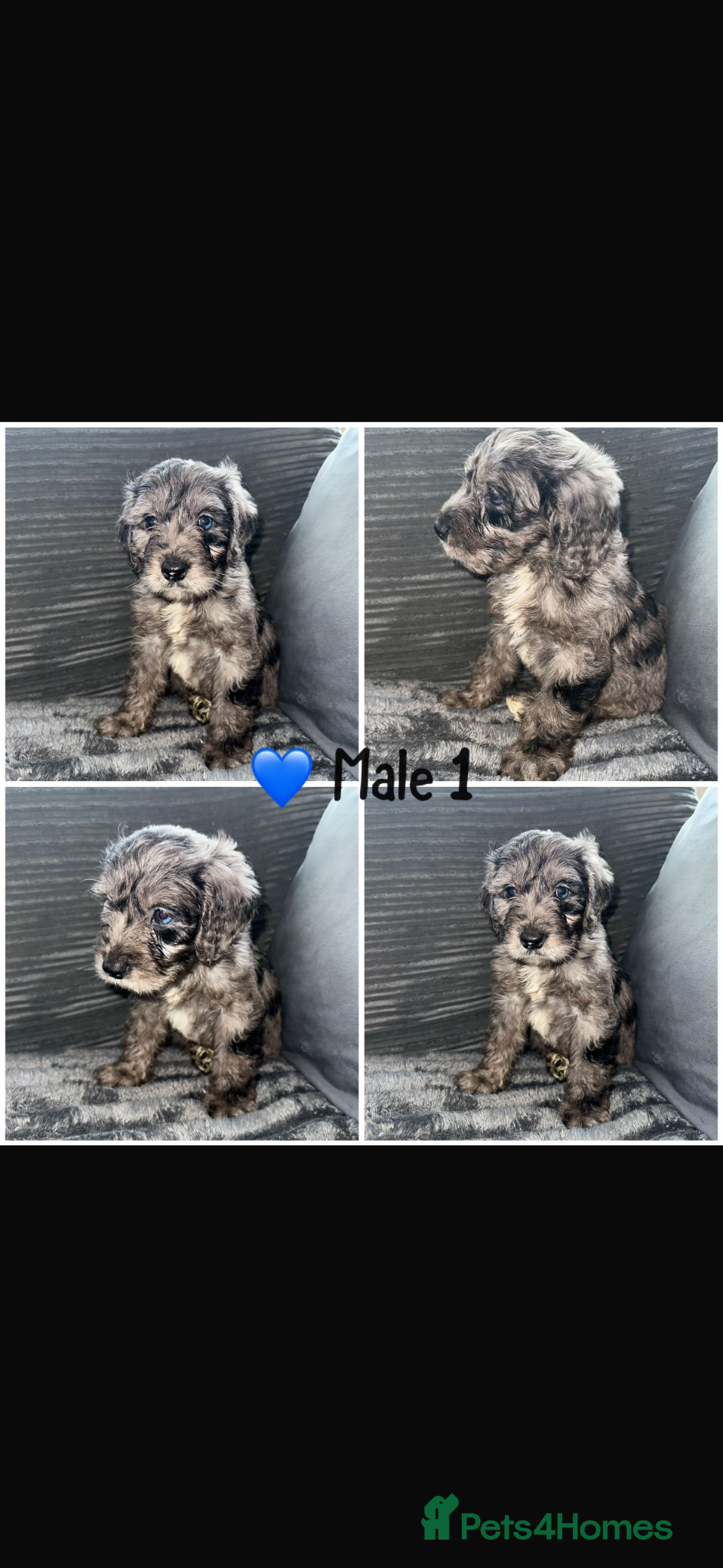 Cockapoo dogs Beautiful cockapoo F1 puppies  - Advert 10