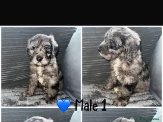 Cockapoo dogs Beautiful cockapoo F1 puppies - Advert 10