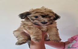 Maltipoo dogs for sale: Maltipoo's rare sable parti colours x4 - Image 8
