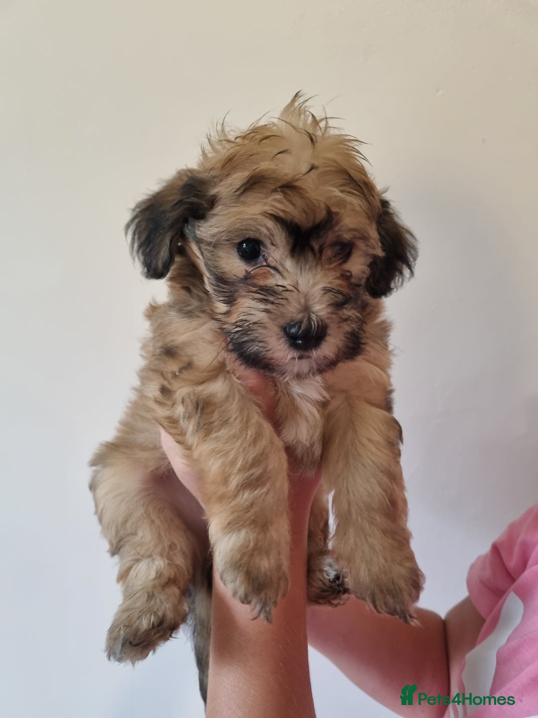 Maltipoo dogs for sale: Maltipoo's rare sable parti colours x4 - Image 8