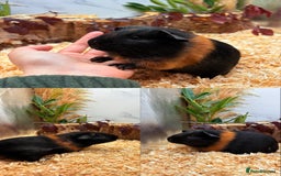 Guinea Pig rodents for sale: ✨Baby Guinea Pigs Available Girls ✨💗 - Image 2