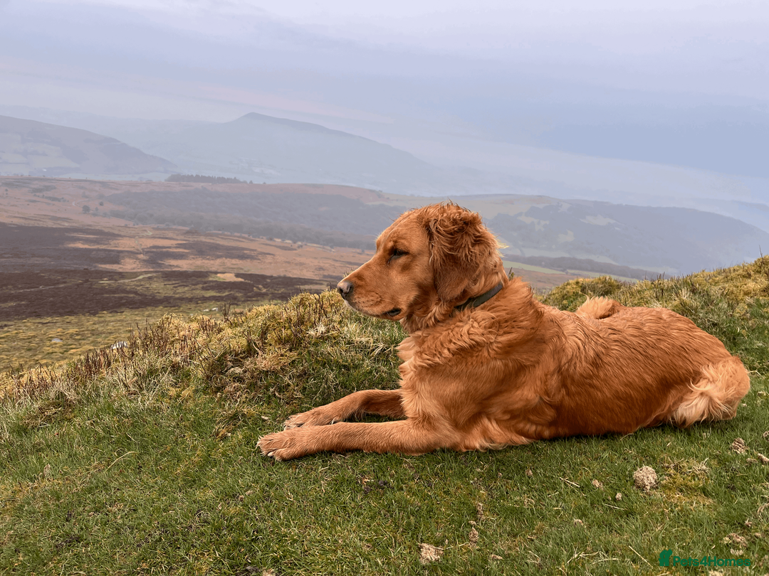 Golden Retriever dogs for sale: Working Golden Retrievers - 3 Males left  - Advert 7