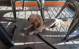 Shorkie dogs for sale: Beautiful Pixie needs forever home - Image 4