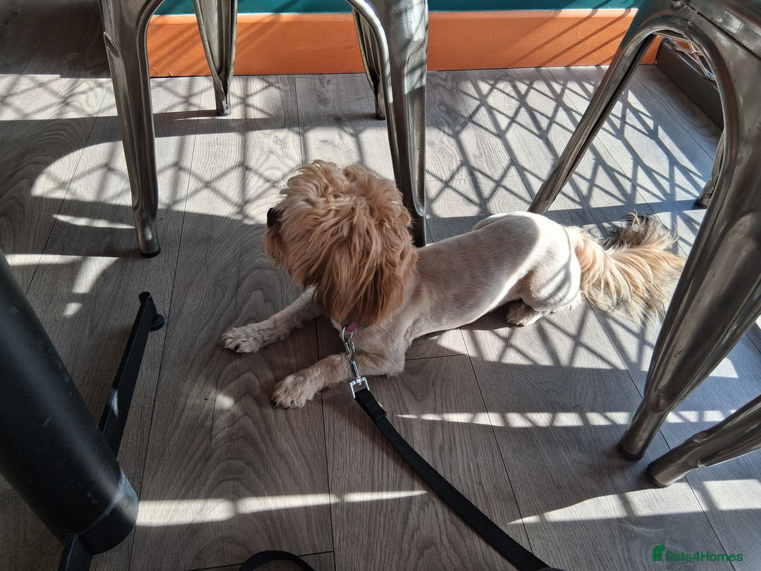Shorkie dogs for sale: Beautiful Pixie needs forever home - Image 4