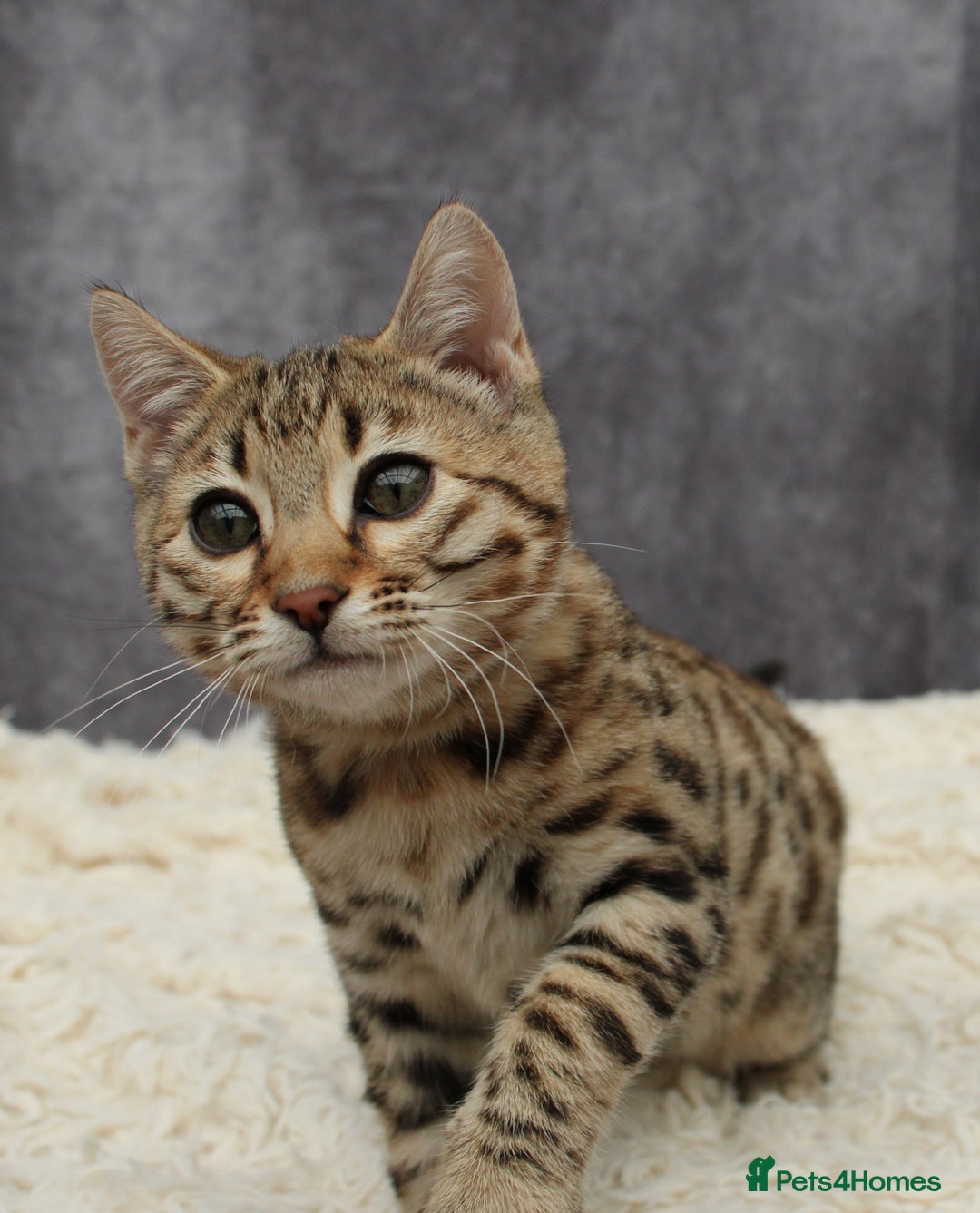 Bengal cats for sale: 🔥Stunning Bengal Kittens last little girl left 🔥 - Image 11