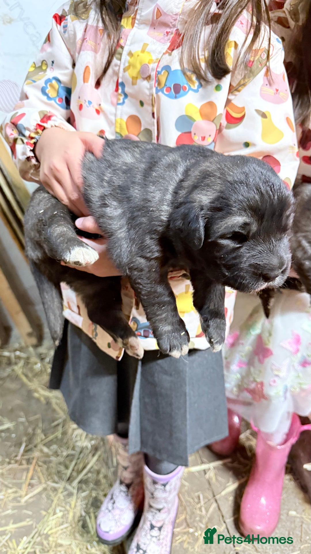 Caucasian Shepherd Dog dogs for sale: Caucasion Shepherd Puppies - Advert 15