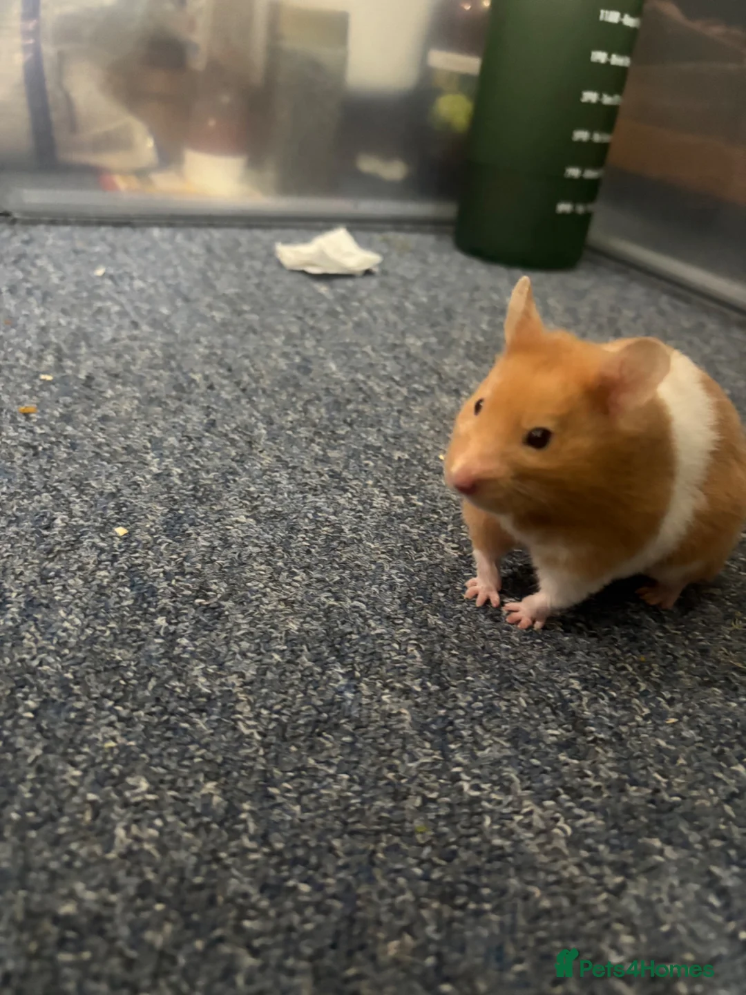 Hamster rodents for sale: Piku - Cute, young, playful healthy hamster - Advert 1