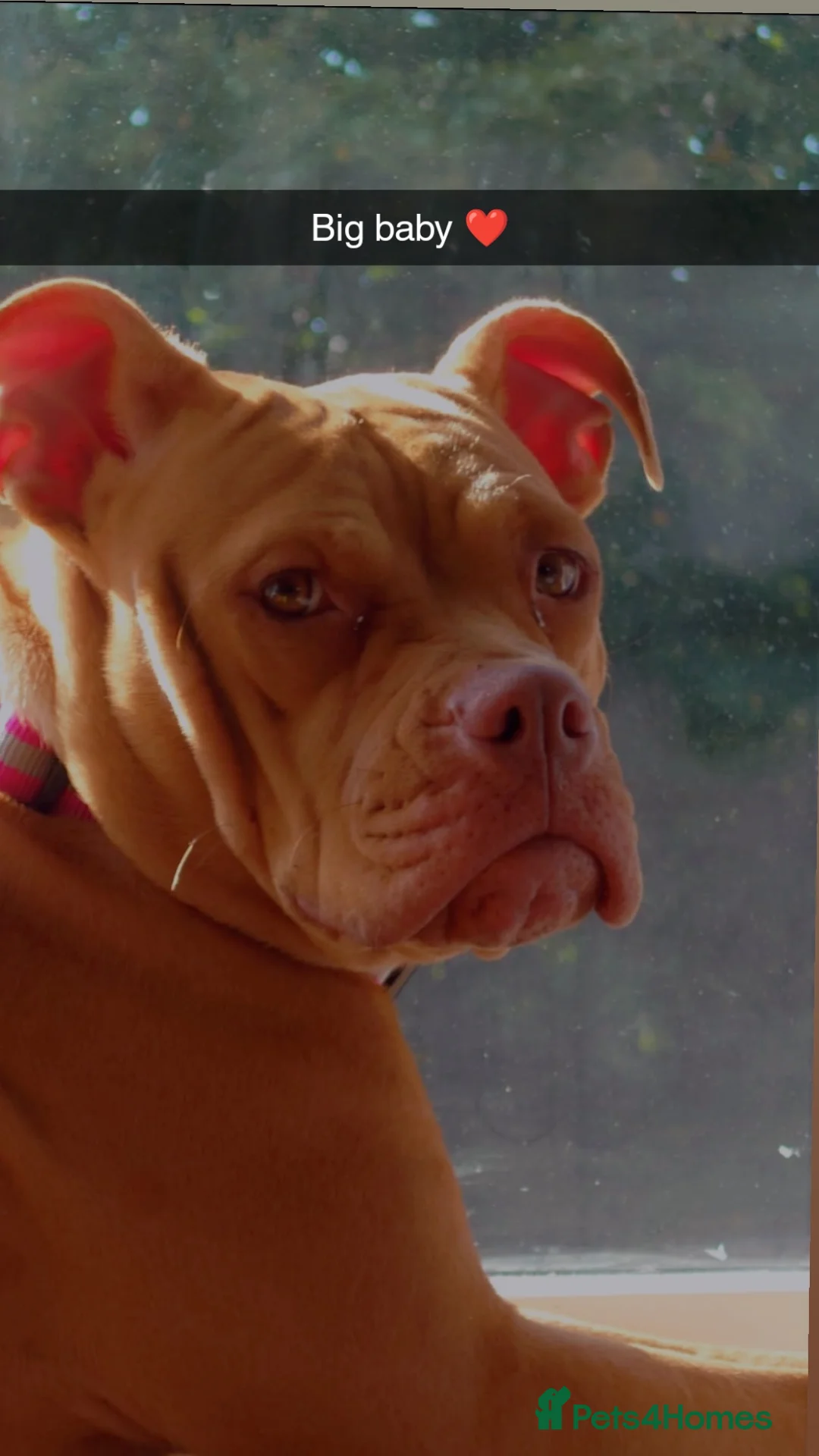 American Bull Staffy dogs for sale: 🐾 American Bull staffys – Born  **  Day  **  - Advert 2