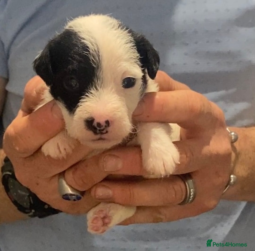 Parson Russell dogs for sale: KC Reg Champion lineage Puppys - Image 28