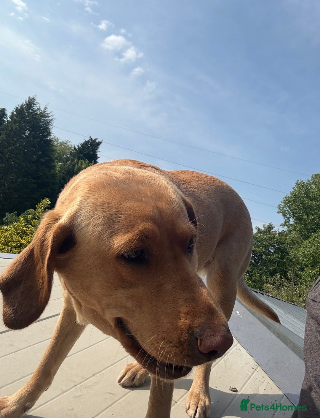 Labrador Retriever dogs for sale: KC Breeder Fox Red Labrador Puppies for sale. - Advert 2