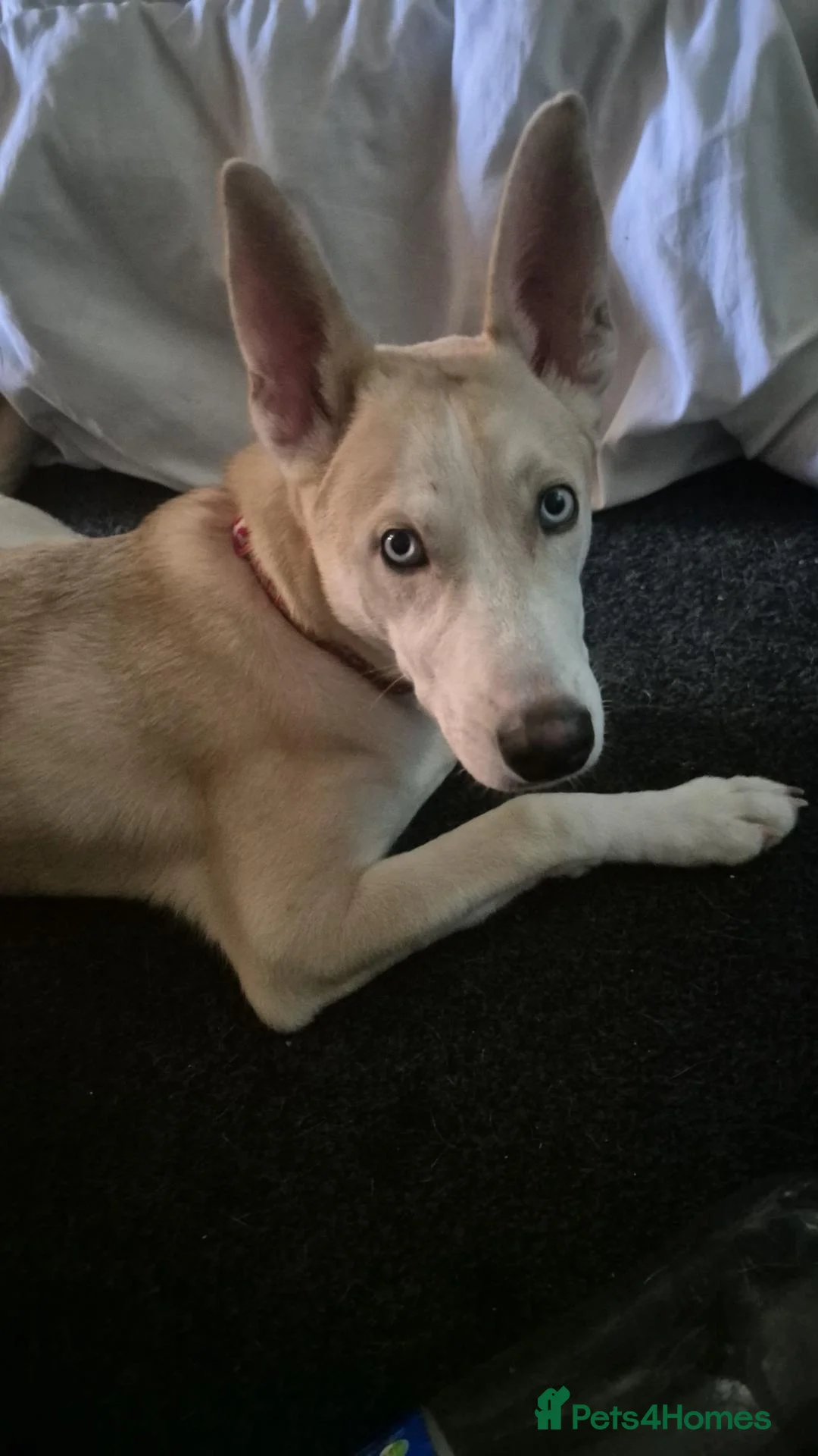 Siberian Husky dogs for sale: Rocky 6 month old husky  - Advert 1