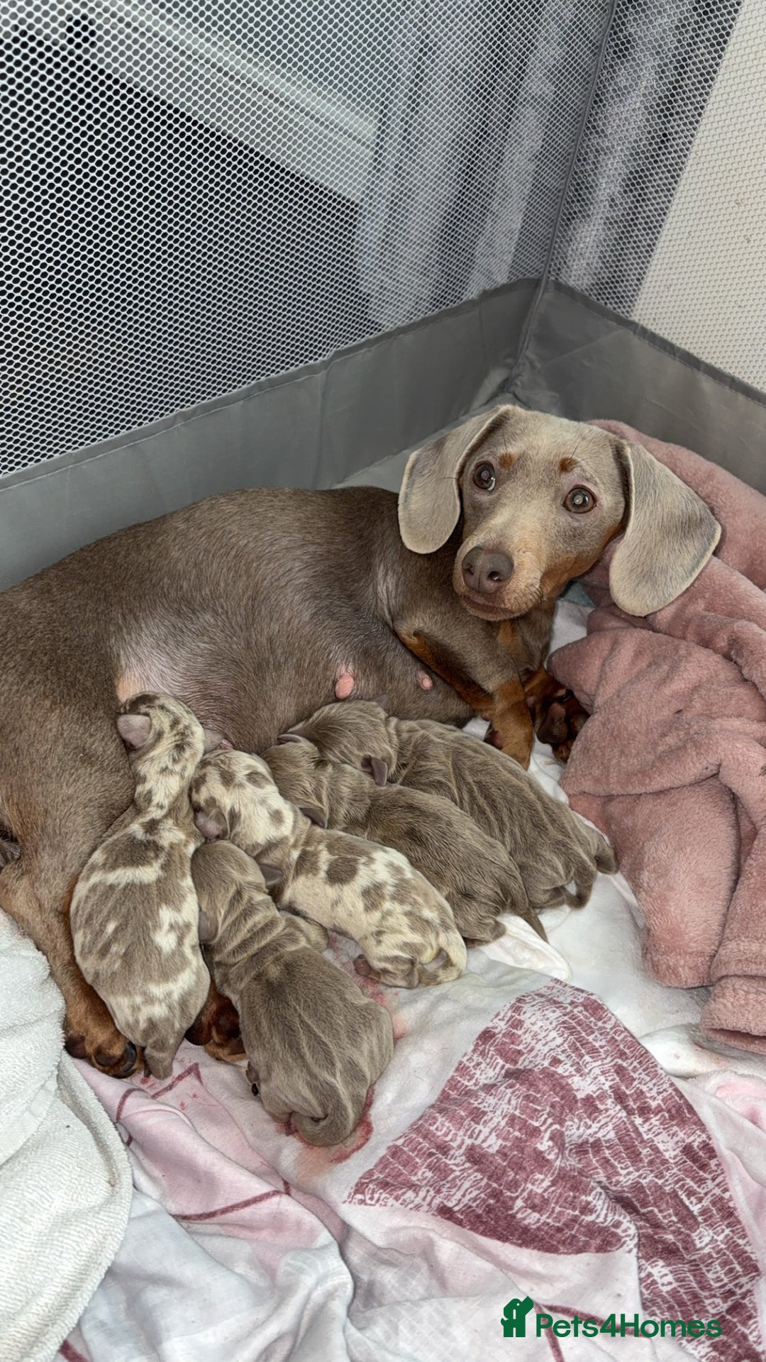 Miniature Dachshund dogs for sale: Miniature Isabella tan dapple/ blue and tan Girls - Image 4