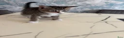 British Shorthair cats for sale: Tabby Kittens X3 and one black and white kitten - Advert 9