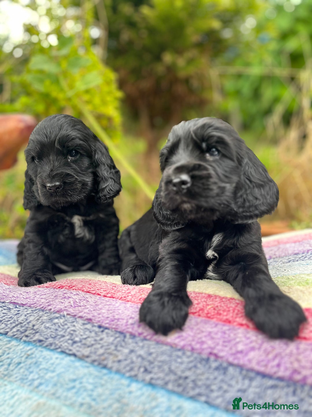 Cocker Spaniel dogs for sale: Beautiful cocker spaniel Boys  - Image 8