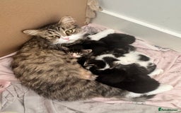Persian cats for sale: Persian X babies - READY NOW - Image 6