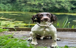 English Springer Spaniel dogs for sale: Springer spaniel puppies  - Image 16