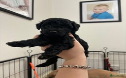 Cockapoo dogs for sale: F2 cockapoo puppies - Image 2