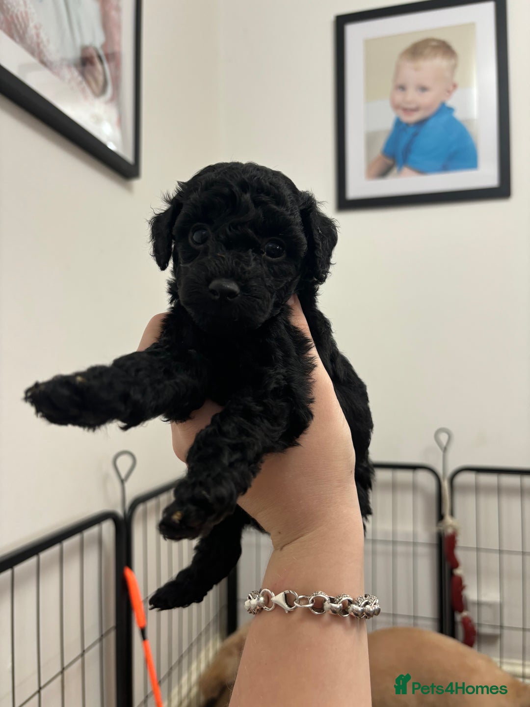 Cockapoo dogs for sale: F2 cockapoo puppies - Image 2