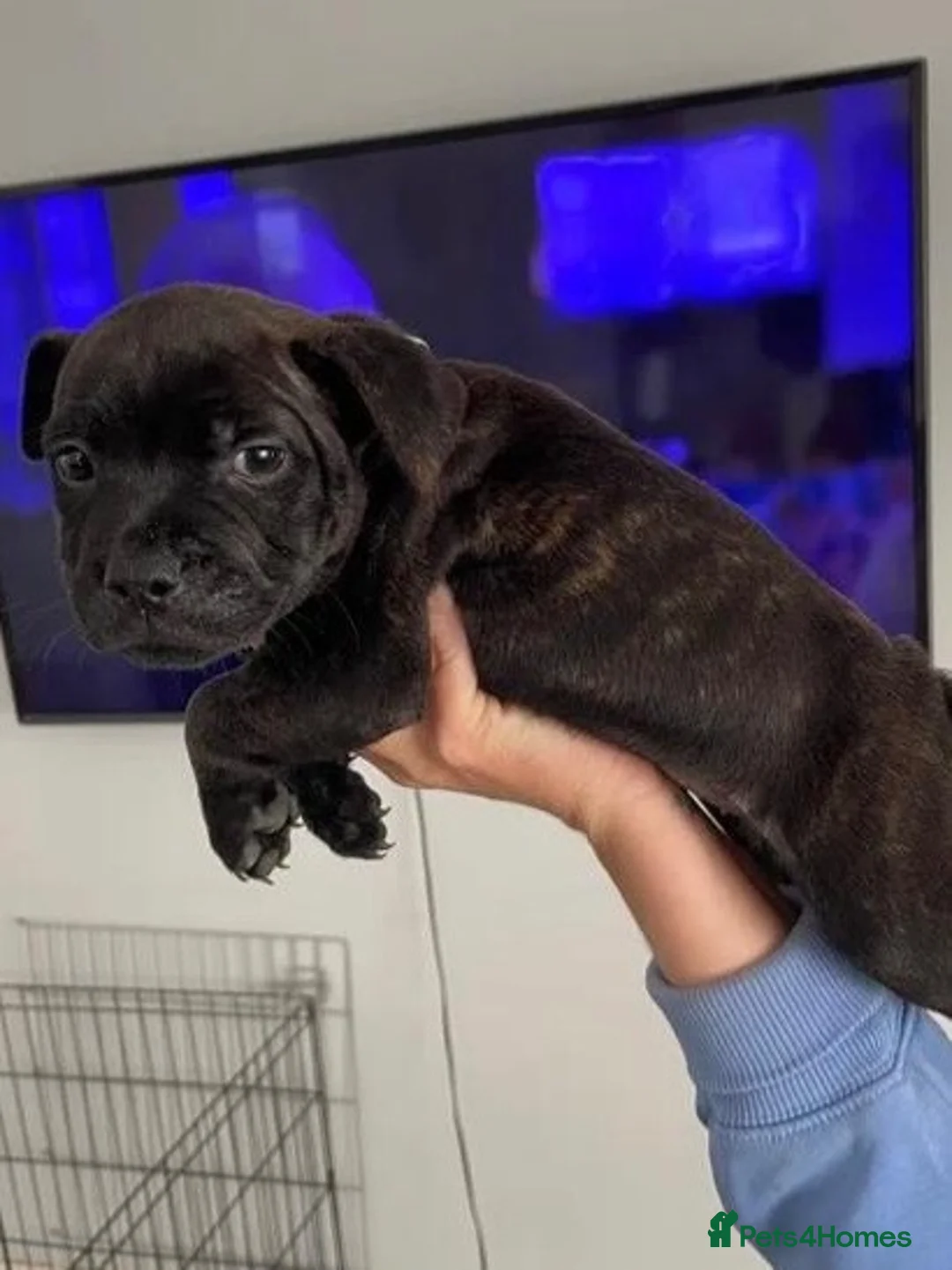 Staffordshire Bull Terrier dogs for sale: Beautiful little girl in Sittingbourne - Advert 2