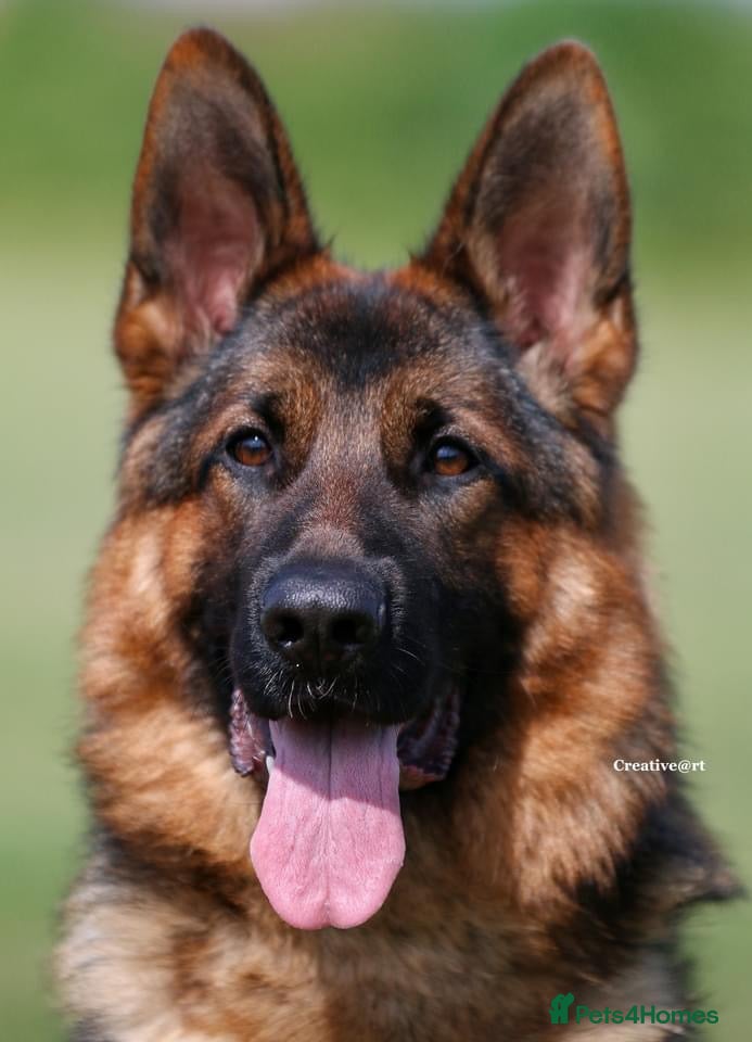 German Shepherd dogs Super 7 month old male puppy - Advert 2