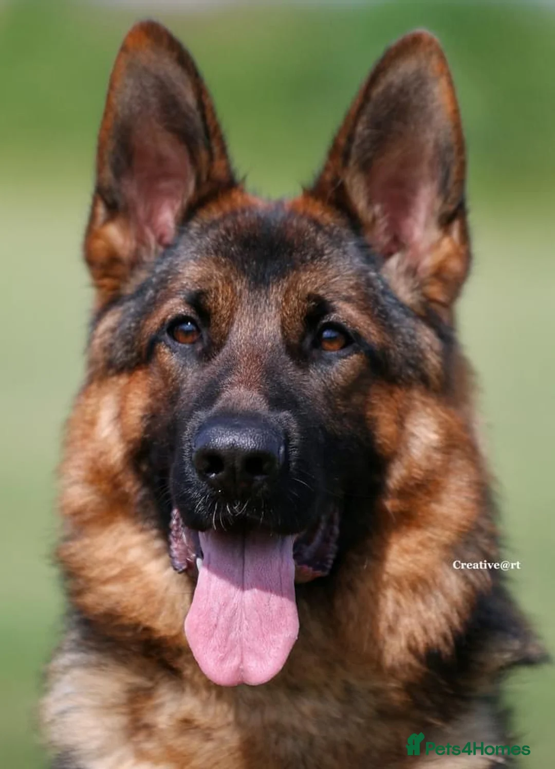 German Shepherd dogs for sale: Super 7 month old male puppy - Advert 2