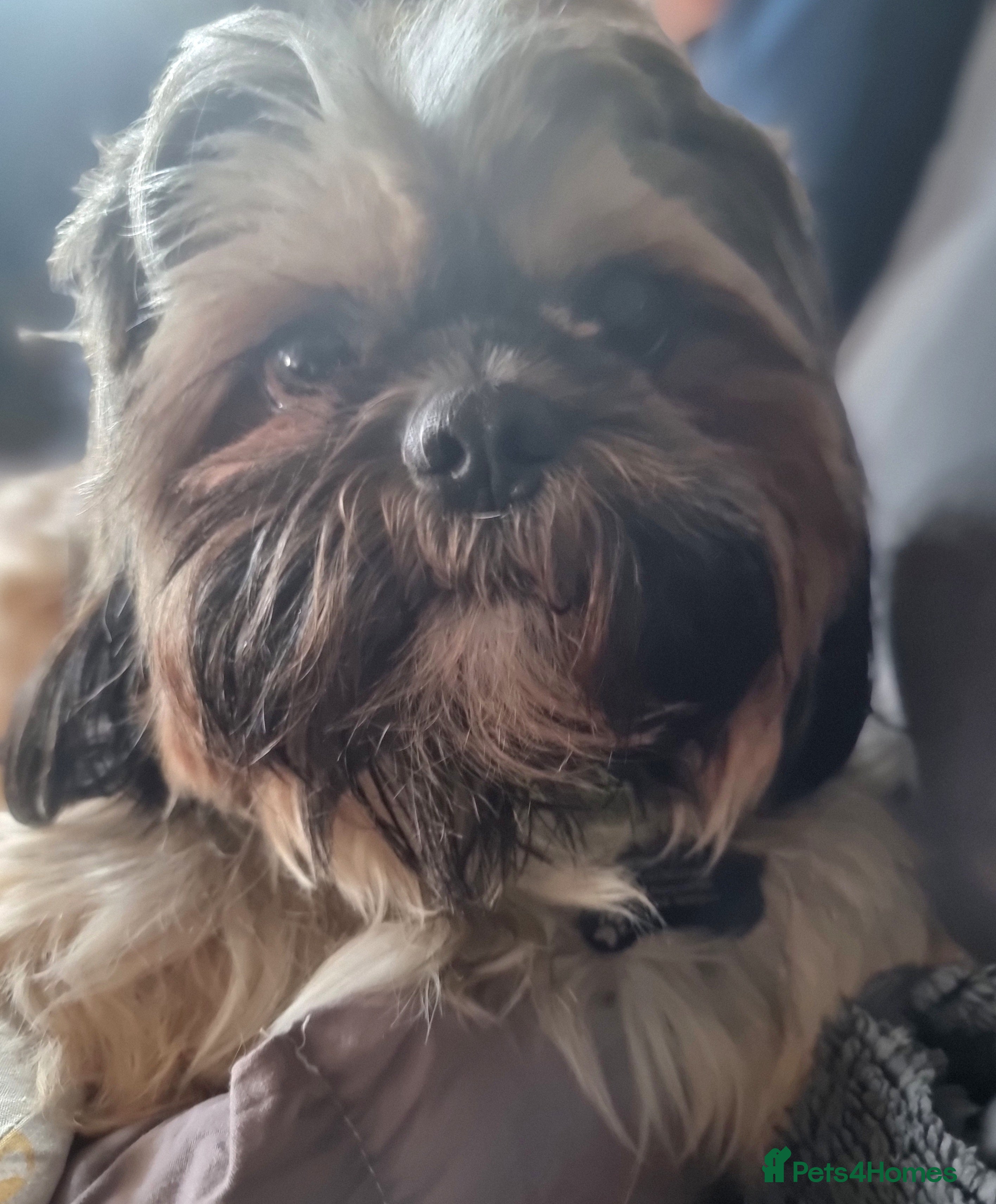 Shih Tzu dogs Pupies for sold. - Advert 16