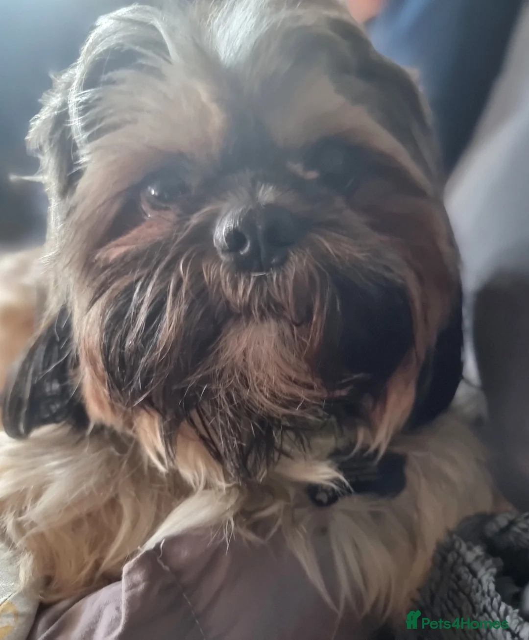 Shih Tzu dogs for sale: Pupies for sold. - Advert 1