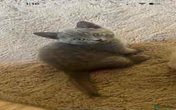 British Shorthair cats for sale: Grey (Blue) British ShortHair Male - Image 5