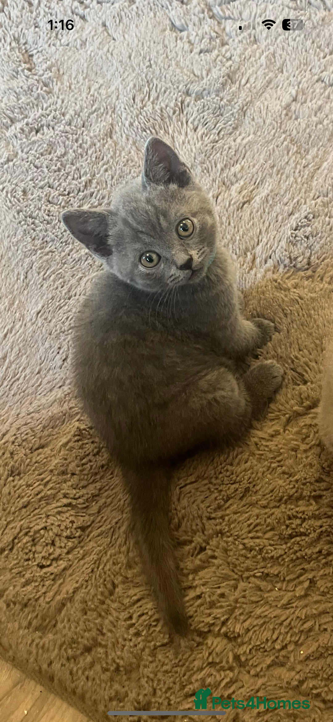British Shorthair cats for sale: Grey (Blue) British ShortHair Male - Image 5