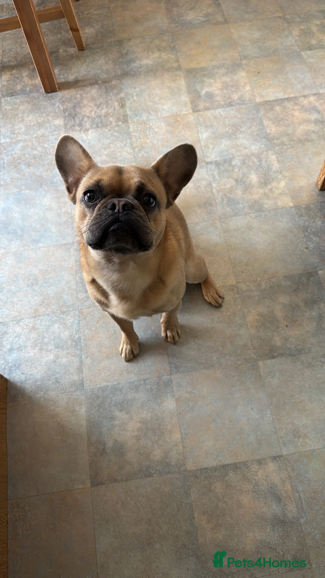French Bulldog dogs for sale: Ted the French bulldog - Advert 1