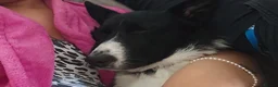 Border Collie dogs for sale: Harley  - Advert 6
