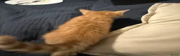 Mixed Breed cats for sale: Beautiful ginger kittens for SALE in Bradford - Advert 19